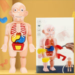 Frühpädagogisches Spielzeug über menschliche Organe