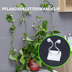 Pflanzenkletterwandclip