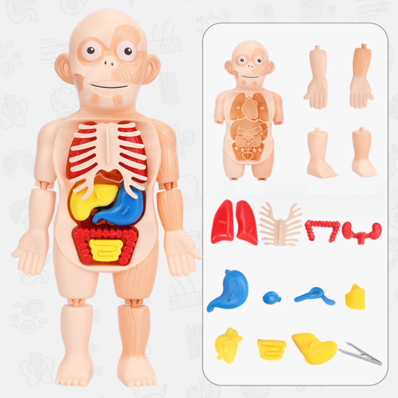 Frühpädagogisches Spielzeug über menschliche Organe